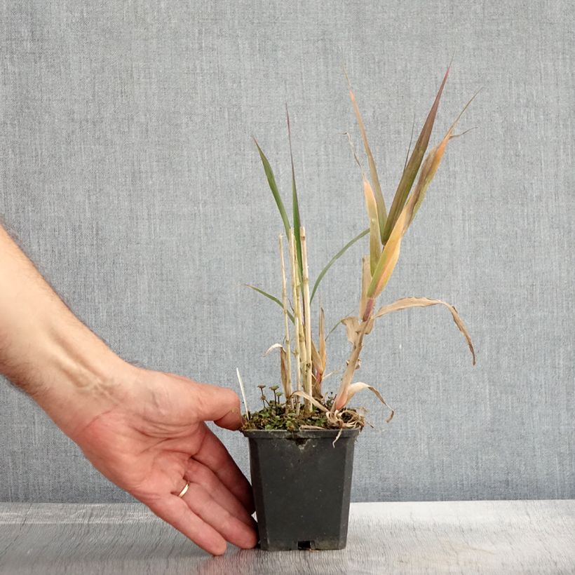 Example of Arundo donax - Canne de Provence Godet de 8/9 cm as you get in automne