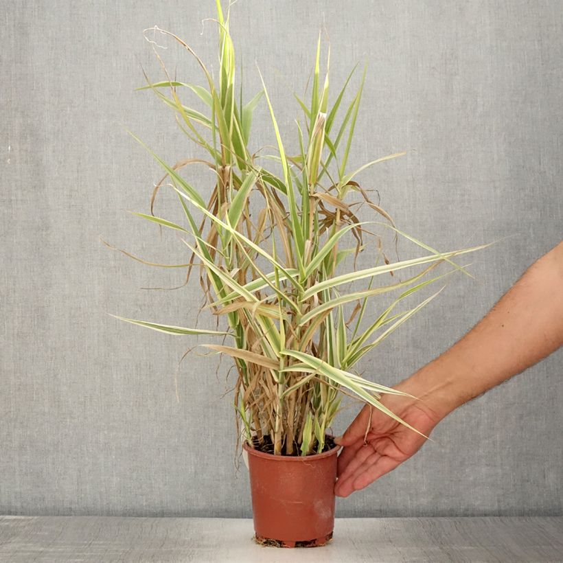 Example of Arundo donax Ely - Canne de Provence Pot de 1L/1,5L as you get in ete