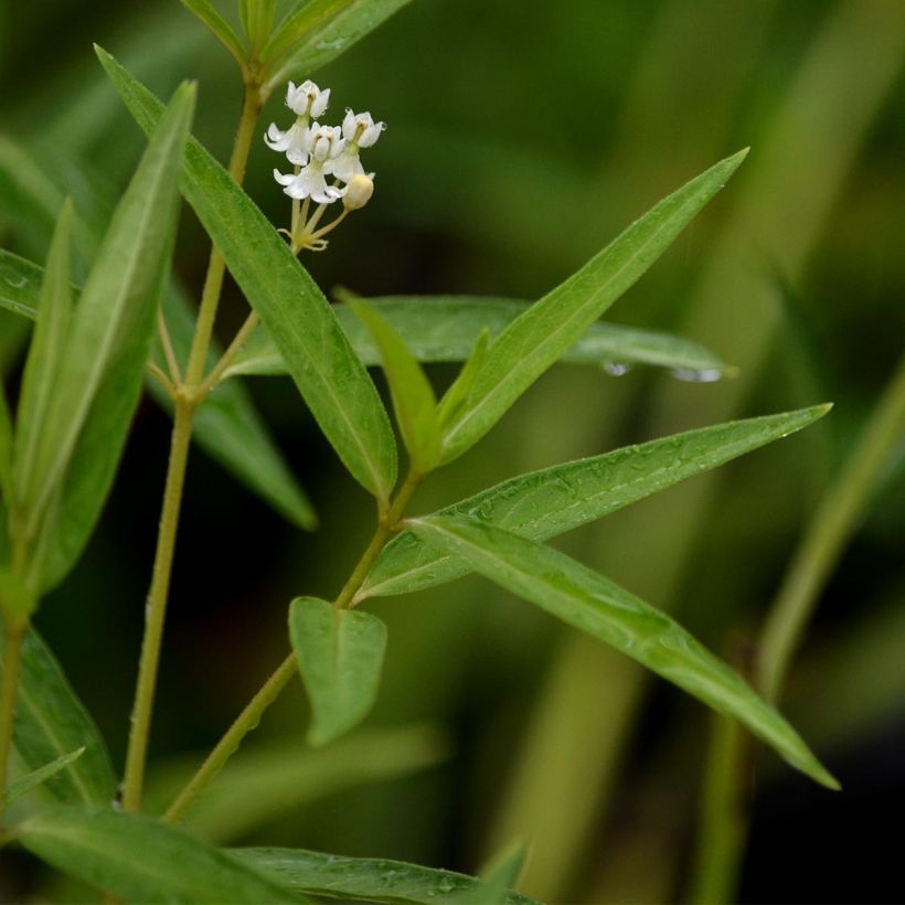 Asclepias incarnata Ice Ballet - Asclépiade (Foliage)