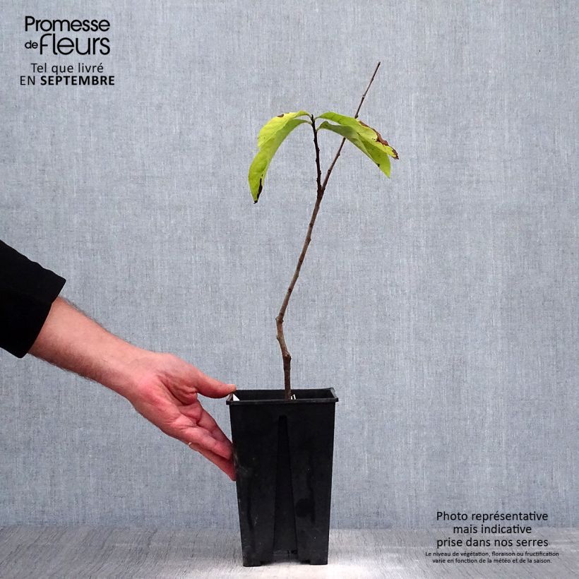 Example of Asimina Prima 1216 - Pawpaw Pot de 2L/3L as you get in automne