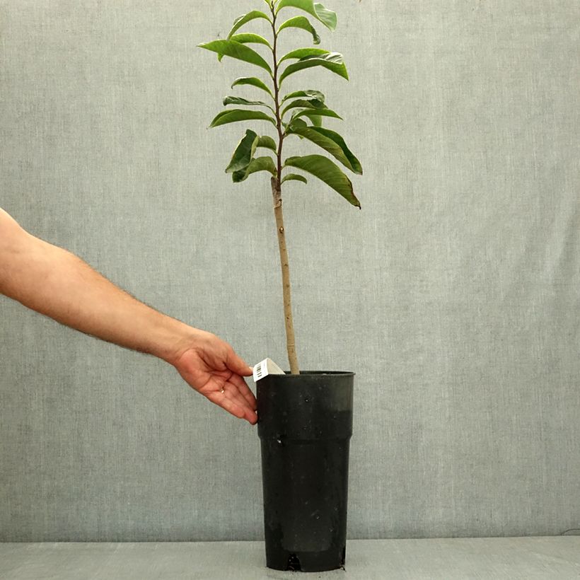 Example of Asimina Sunflower - Pawpaw Pot de 4L/5L as you get in ete