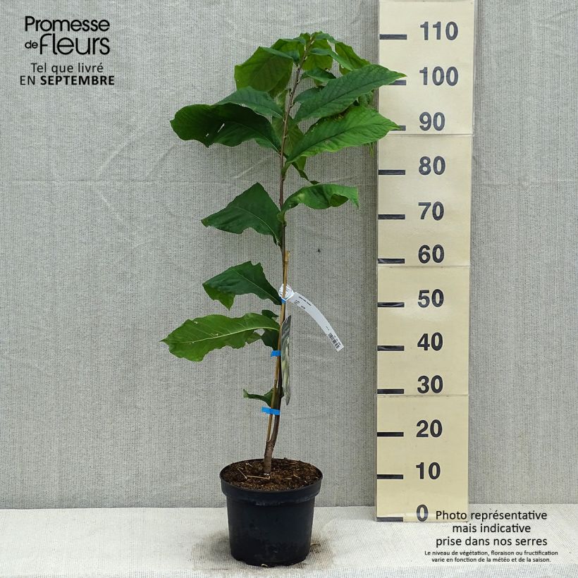 Example of Asiminier, Pawpaw - Asimina triloba Overleese Pot de 3L/4L as you get in automne
