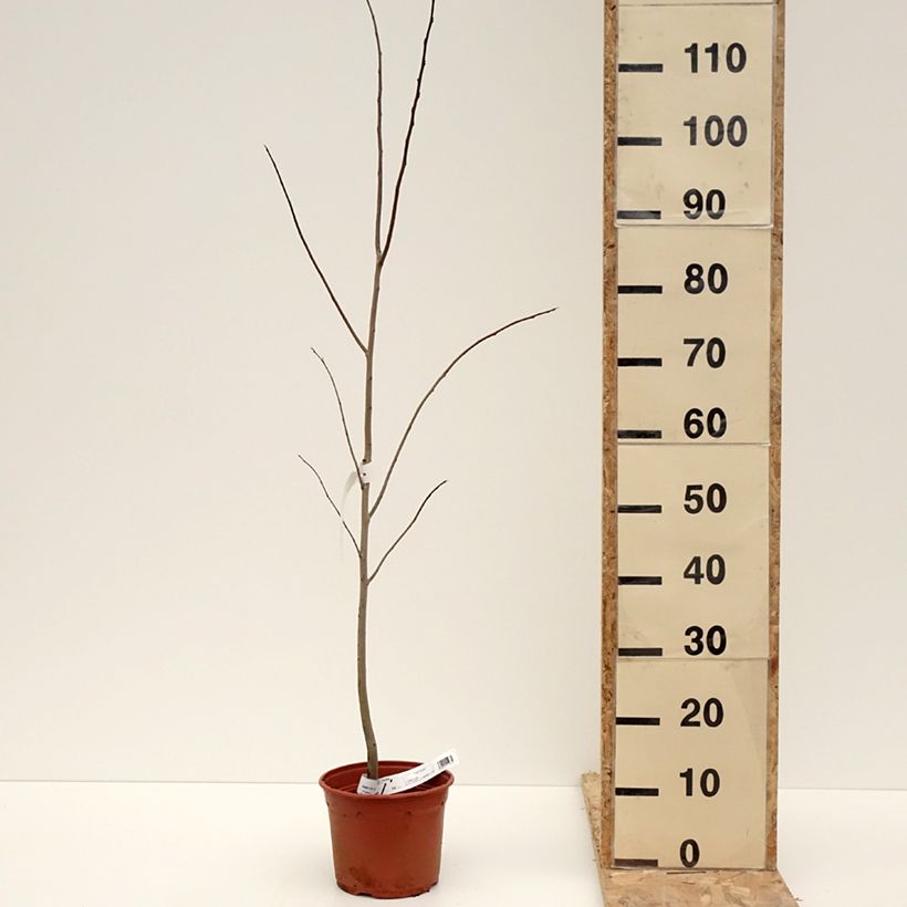 Example of Asimina triloba - Pawpaw Pot de 2L/3L as you get in hiver