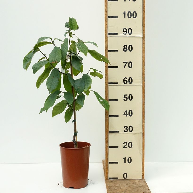Example of Asimina triloba Summer Delight - Asiminier Paw Paw Pot de 3L/4L as you get in ete