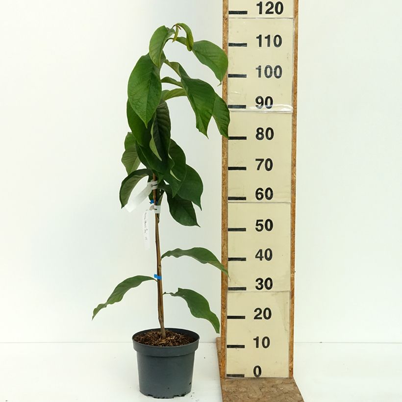 Example of Asimina triloba Wells - Asiminier, Paw-paw Pot de 4L/5L as you get in ete