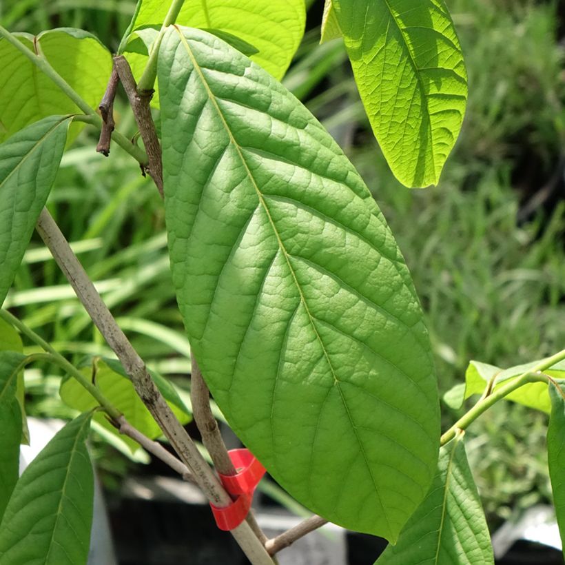 Asiminier, Pawpaw - Asimina triloba Overleese (Foliage)