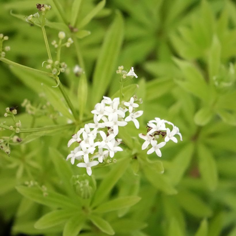 Aspérule odorante - Galium odoratum (Flowering)