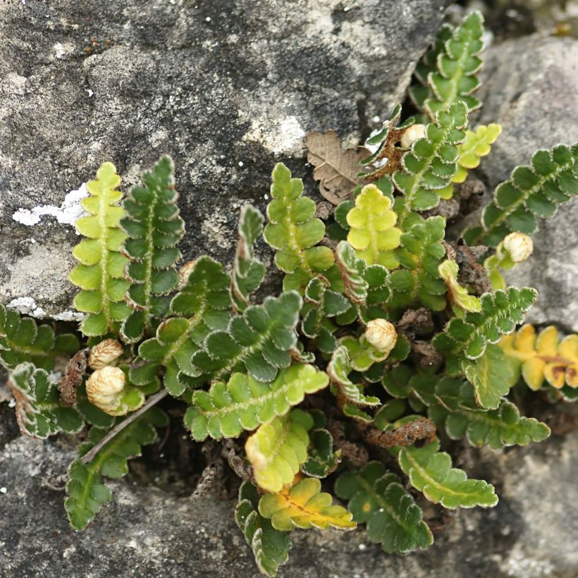 Asplenium ceterach - Fougère Cétérach officinal (Plant habit)