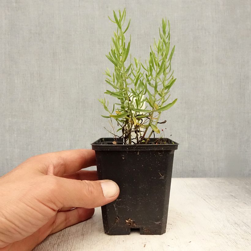Example of Aster à feuilles de sedum - Aster sedifolius Godet de 8/9 cm as you get in ete