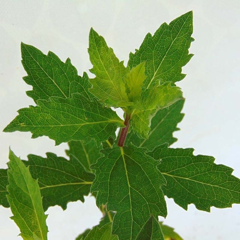 Aster ageratoides Asran - Aster grand d'automne (Foliage)