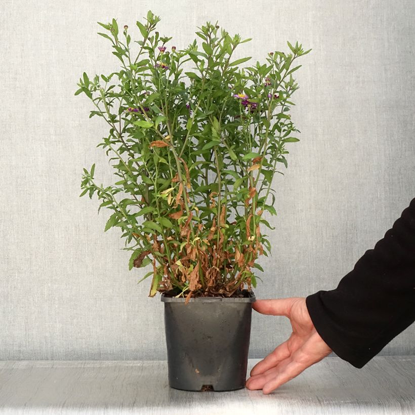 Example of Aster ageratoides Ezo Murasaki Pot de 2L/3L as you get in automne