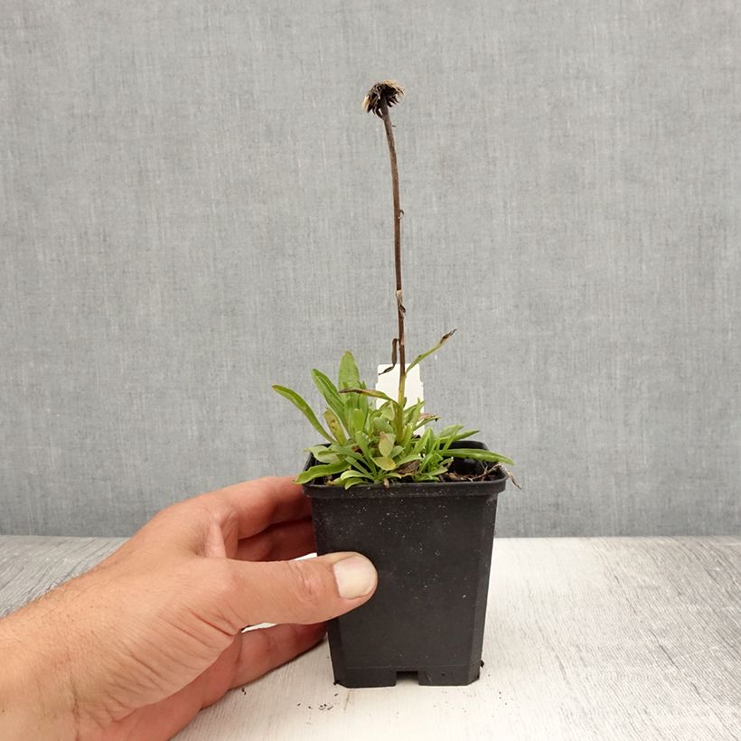 Example of Aster alpinus Pinkie - Aster des Alpes Godet de 8/9 cm as you get in ete