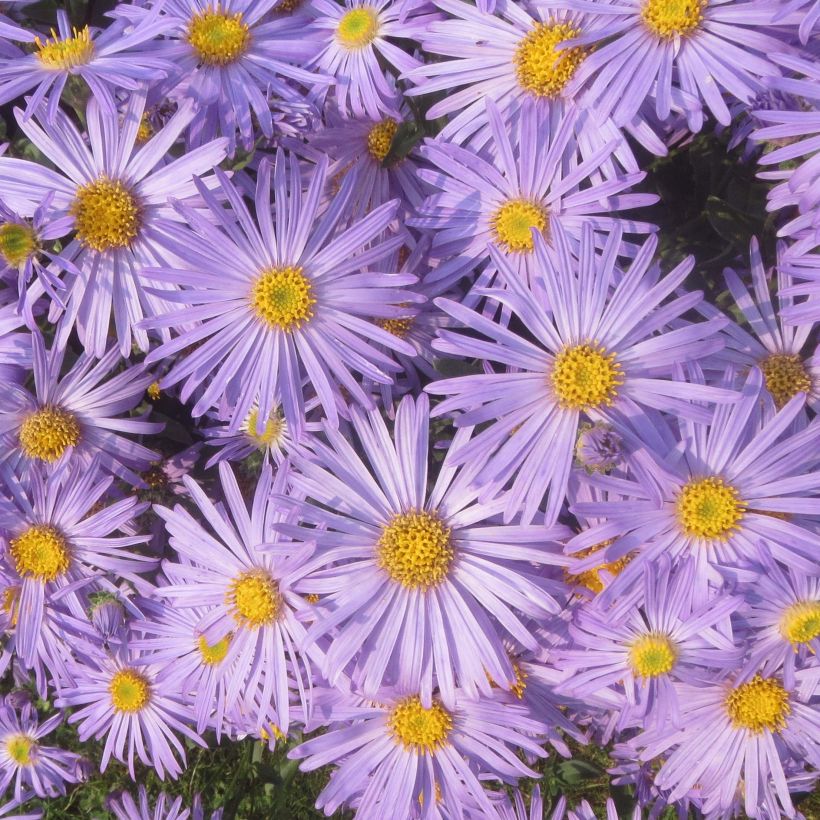 Aster amellus Blue King - Oeil du Christ (Flowering)