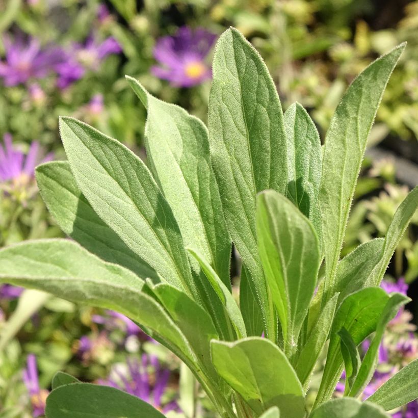 Aster amellus Veilchenkönigin Violet Queen - Aster d'automne (Foliage)