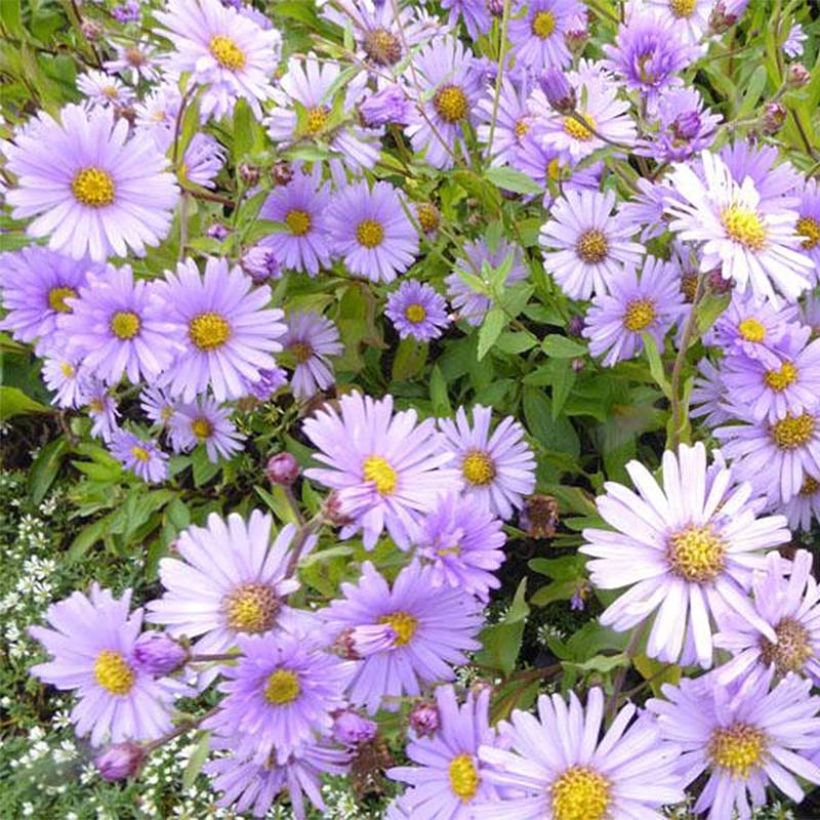 Aster Bart's Blue Beauty - Aster d'automne (Flowering)