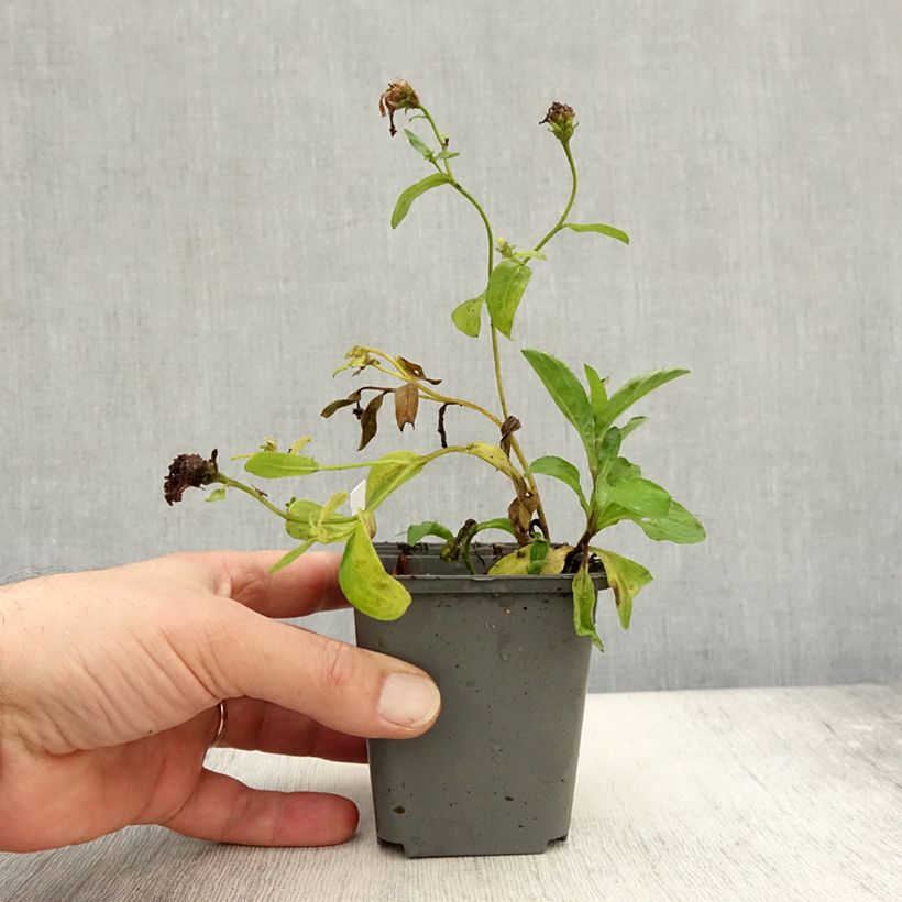 Example of Aster Bart's Blue Beauty - Aster d'automne Godet de 8/9 cm as you get in automne
