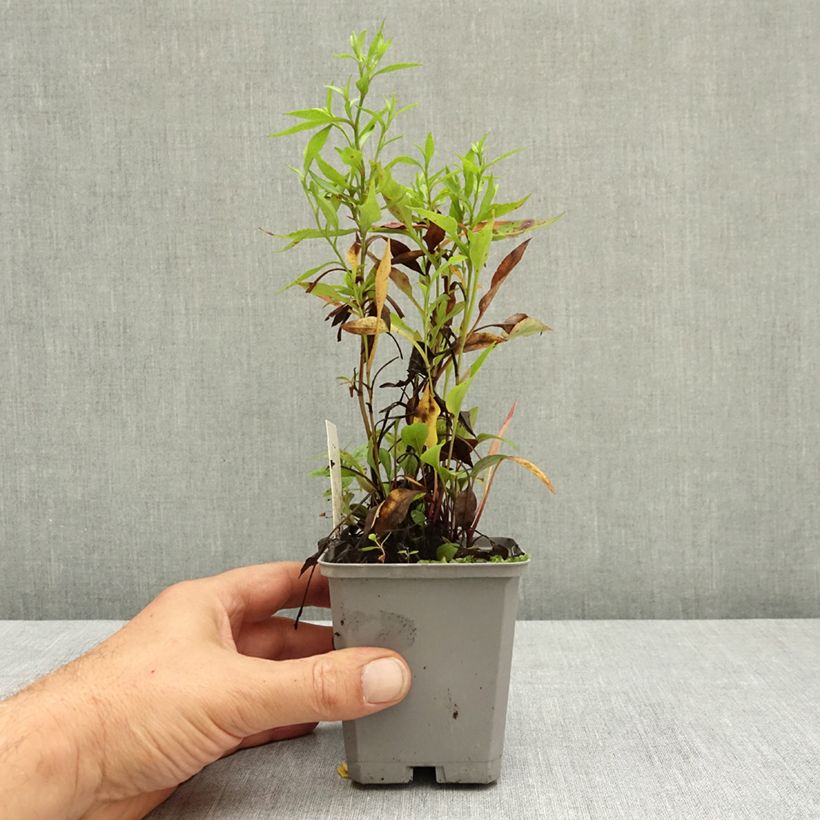 Example of Aster cordifolius Blue Heaven Godet de 8/9 cm as you get in ete