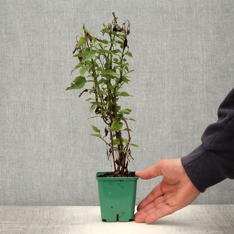 Example of Aster cordifolius Blütenregen - Aster d'automne Godet de 8/9 cm as you get in ete