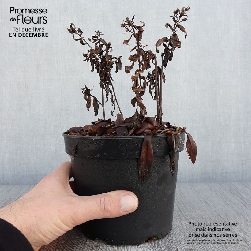 Example of Aster dumosus Anneke - Aster nain Pot de 1,5L/2L as you get in automne