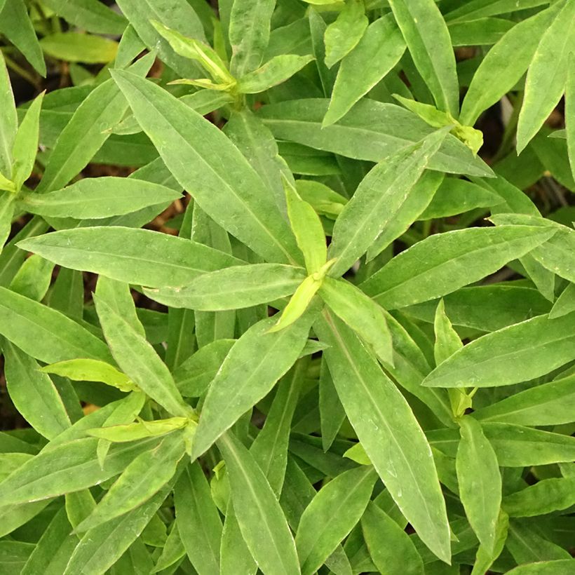 Aster dumosus Anneke - Aster nain (Foliage)