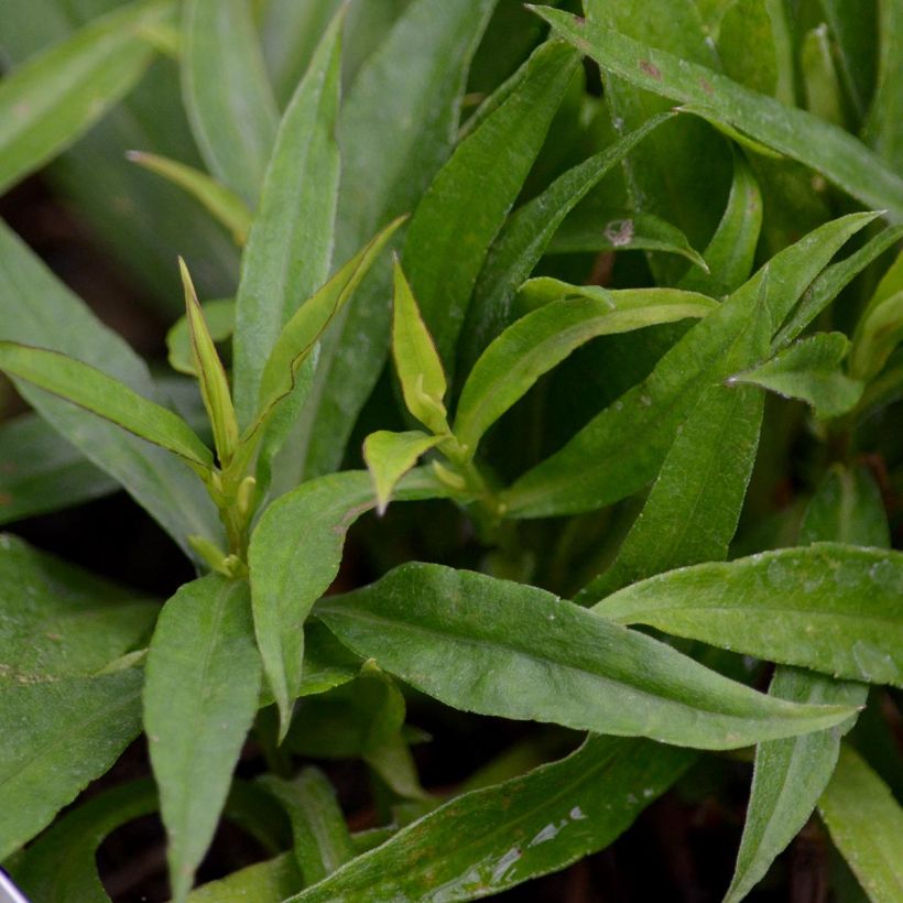 Aster dumosus Augenweide - Aster nain d’automne (Foliage)