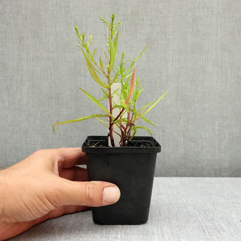 Example of Aster dumosus Heinz-Richard Godet de 8/9 cm as you get in ete