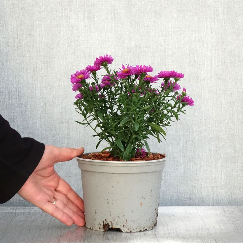 Example of Aster dumosus Starlight - Aster nain d’automne Pot de 2L/3L as you get in automne