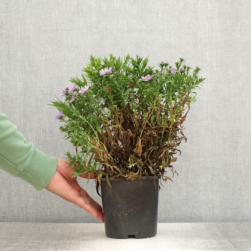 Example of Aster dumosus Wood's Purple Pot de 1,5L/2L as you get in ete