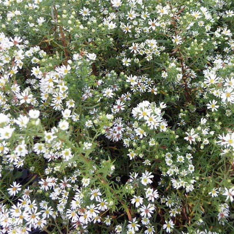 Aster ericoïdes Schneetanne - Aster fausse-bruyère (Flowering)