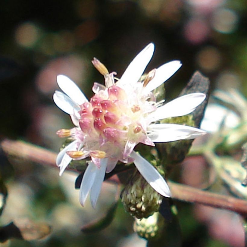 Aster lateriflorus Lady In Black - Aster d'automne (Flowering)