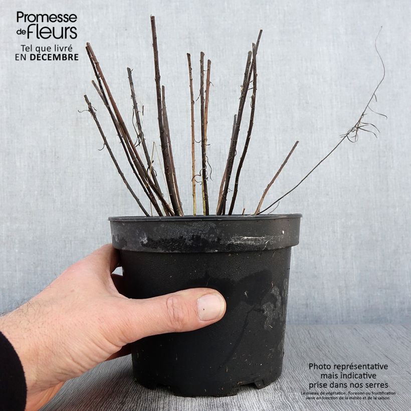 Example of Aster linosyris - Aster d'automne Pot de 2L/3L as you get in automne