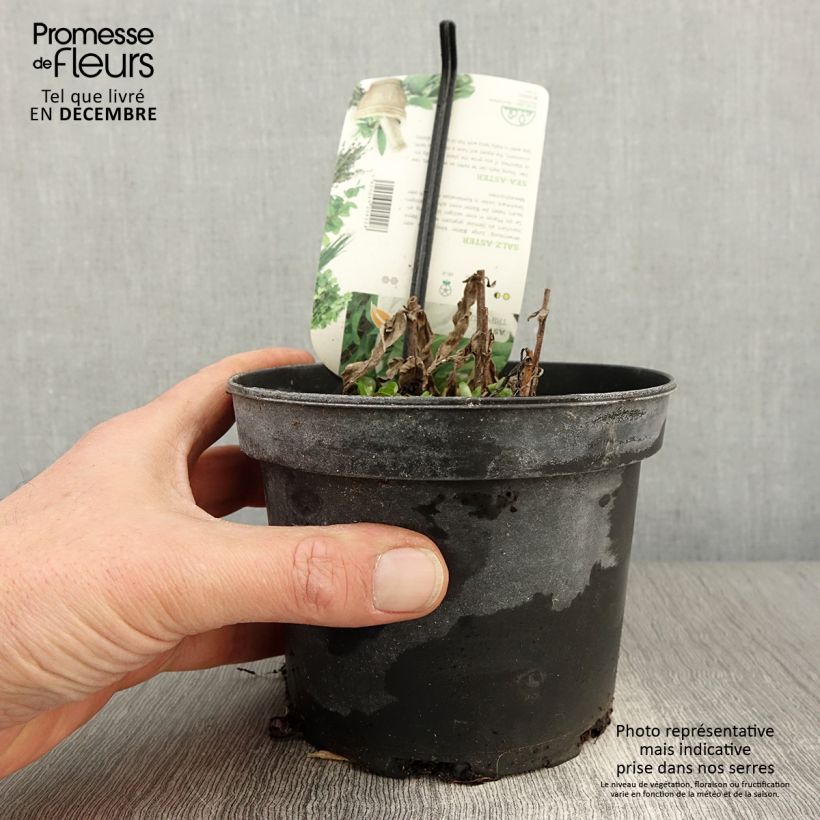 Example of Aster maritime - Aster tripolium ou Tripolium pannonicum Pot de 1,5L/2L as you get in automne
