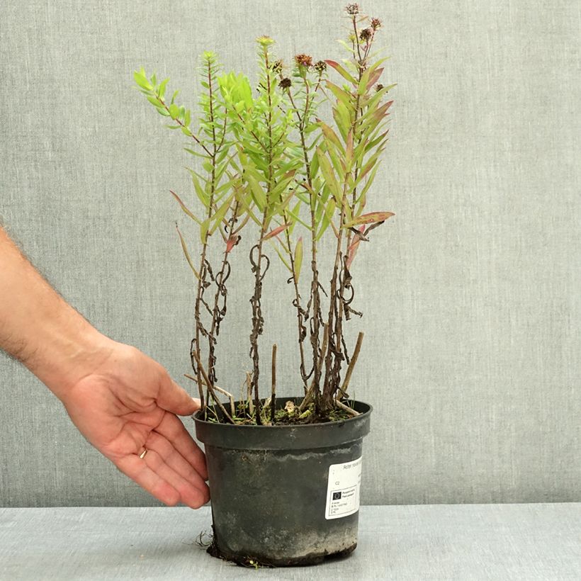 Example of Aster novae angliae Barrs Blue - Aster grand d'automne Pot de 2L/3L as you get in ete