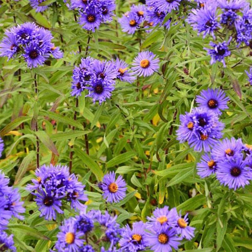 Aster novae angliae Guido en Gezelle - Aster grand d'automne (Flowering)
