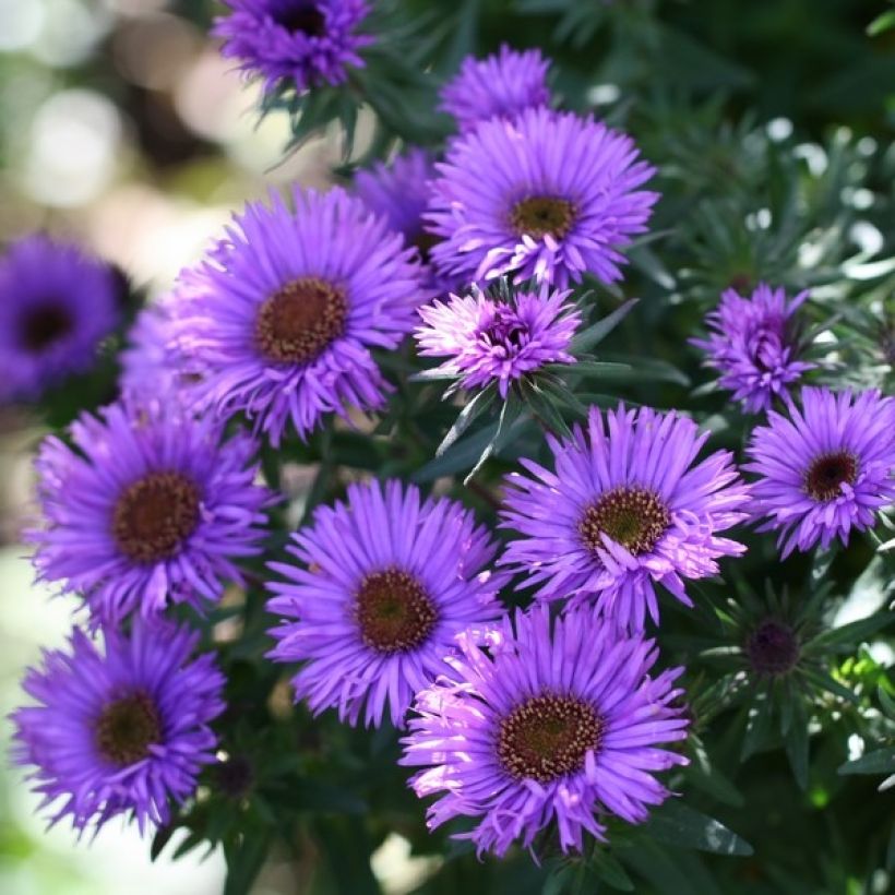 Aster novae-angliae Purple Dome - Aster d'automne (Flowering)