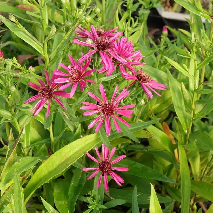 Aster novi-belgii Crimson Brocade - Aster grand d'automne (Flowering)