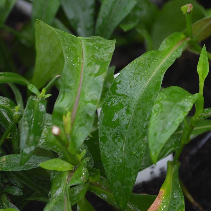 Aster Novi-belgii Fellowship - Aster d'automne (Foliage)