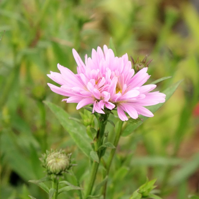 Aster Novi-belgii Fellowship - Aster d'automne (Flowering)