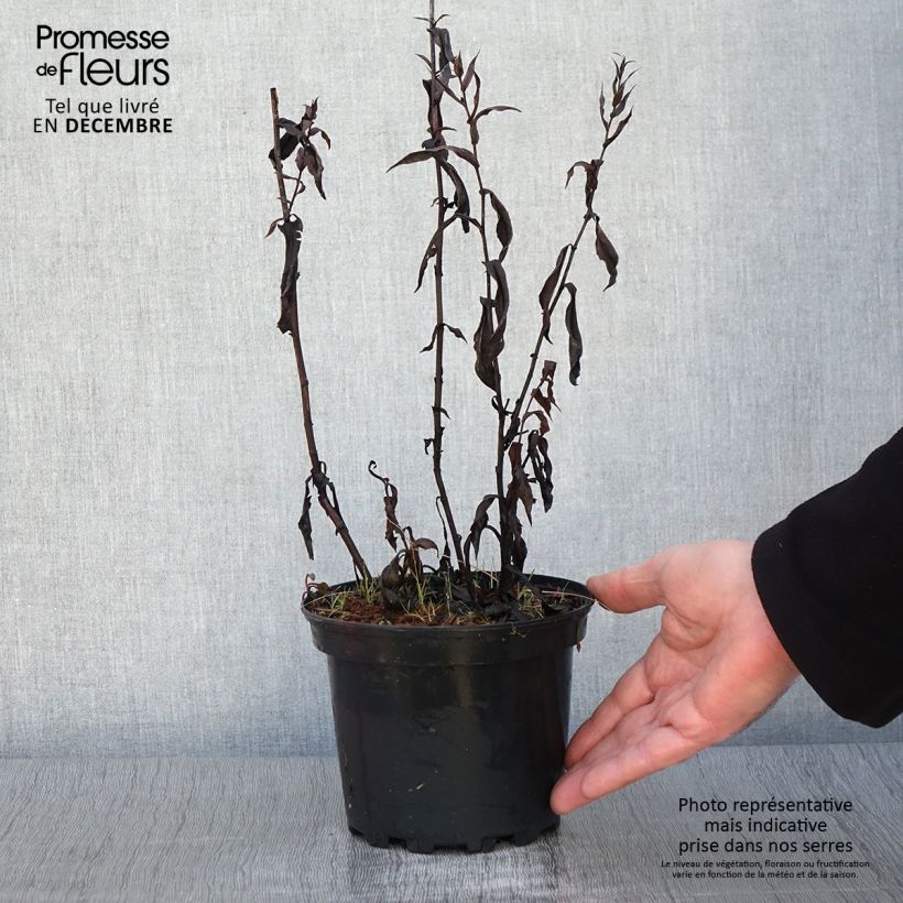 Example of Aster Novi-belgii Fellowship - Aster d'automne Pot de 2L/3L as you get in automne