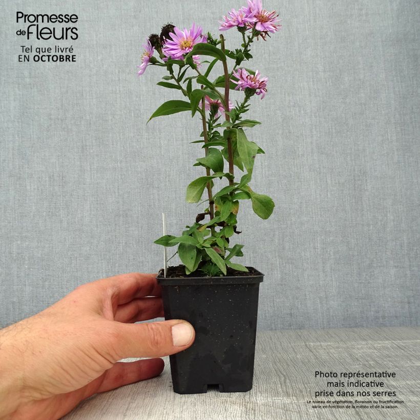 Example of Aster novi-belgii Sarah Ballard Godet de 8/9 cm as you get in automne