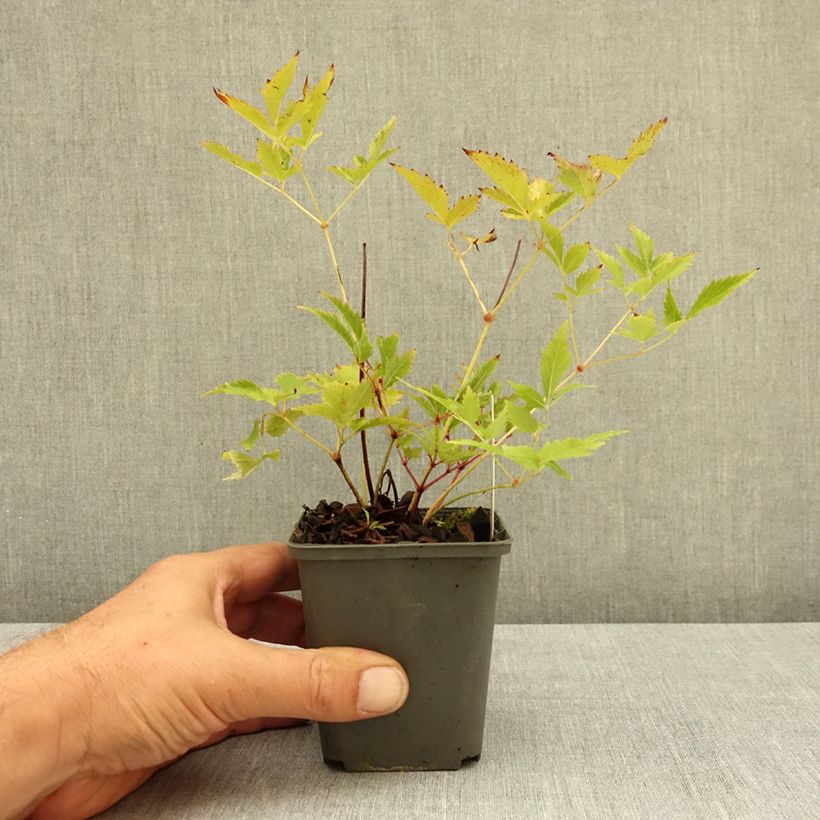 Example of Astilbe arendsii Anita Pfeifer Godet de 8/9 cm as you get in ete