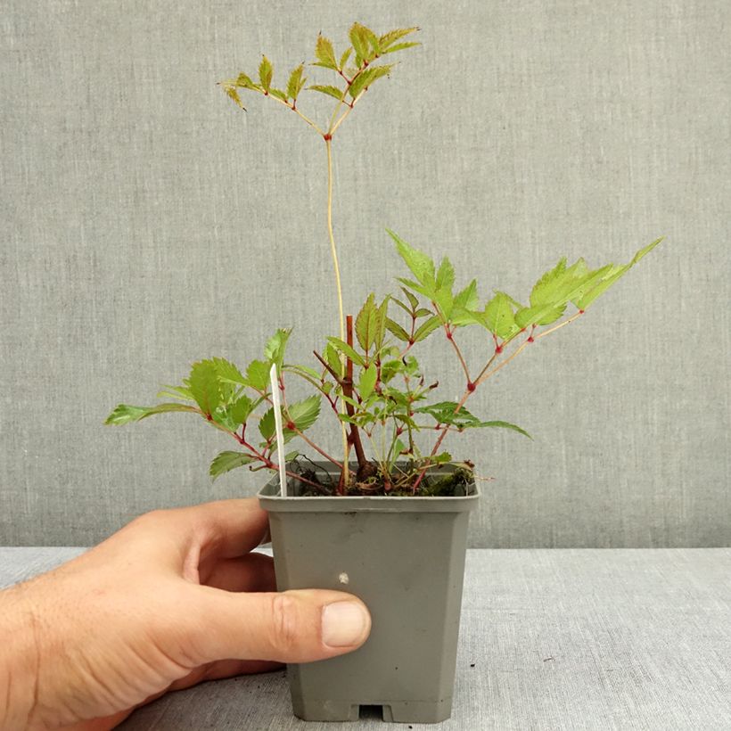 Example of Astilbe arendsii Ellie Godet de 8/9 cm as you get in ete