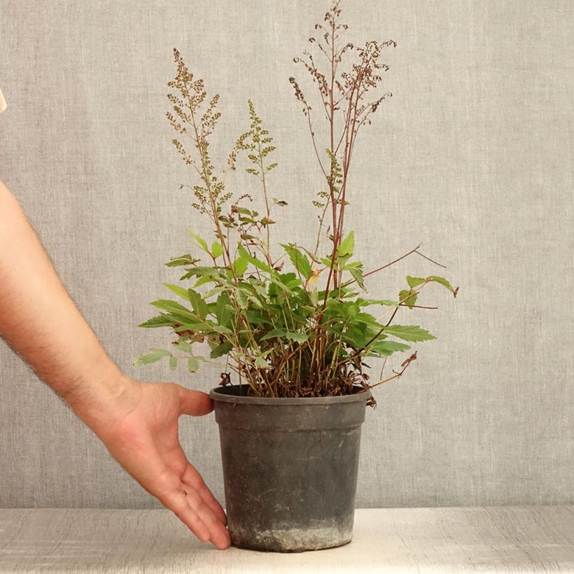 Example of Astilbe arendsii Rock and Roll Pot de 2L/3L as you get in ete