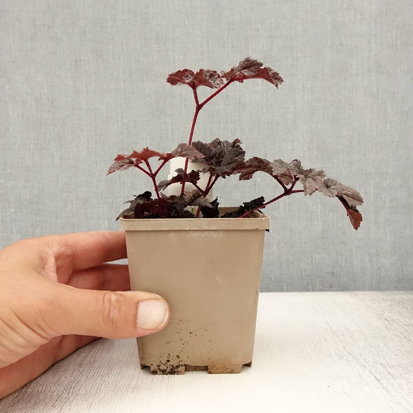 Example of Astilbe Darkside Of The Moon Godet de 8/9 cm as you get in ete