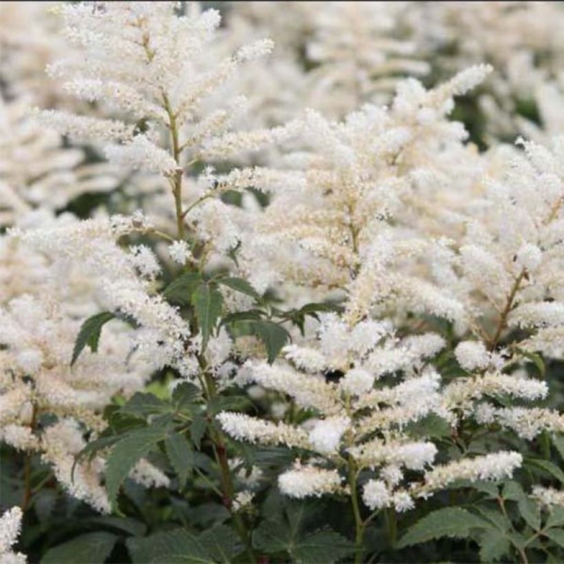Astilbe Washington (Flowering)