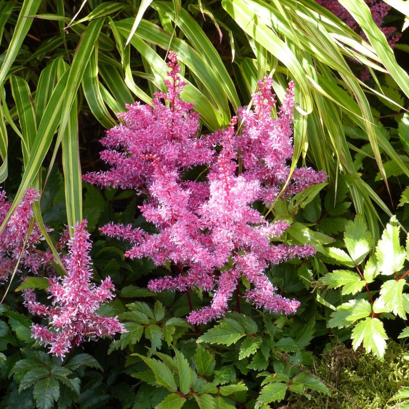 Astilbe Younique® Red (Ruby Red) (Plant habit)