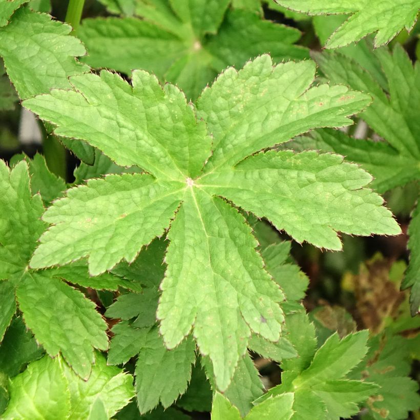 Astrance - Astrantia major Primadonna (Foliage)