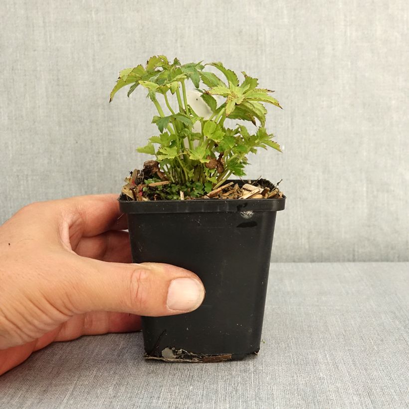 Example of Astrance - Astrantia major Ruby Star Godet de 8/9 cm as you get in ete