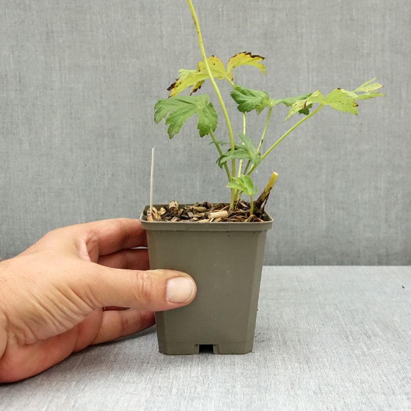 Example of Astrance - Astrantia major White Giant Godet de 8/9 cm as you get in ete