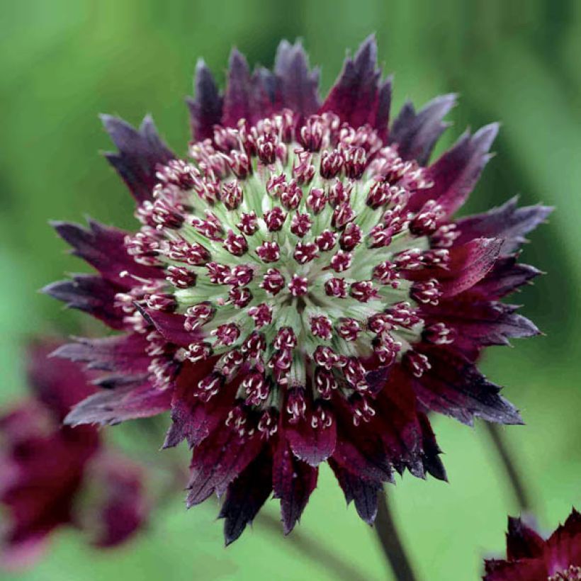 Astrance - Astrantia major Moulin Rouge (Flowering)